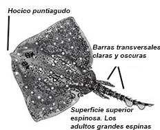 Raja clavata01.jpg